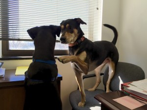 dogs at desk