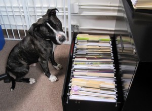 pit-bull-filing