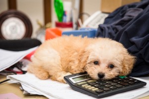 pup on calc